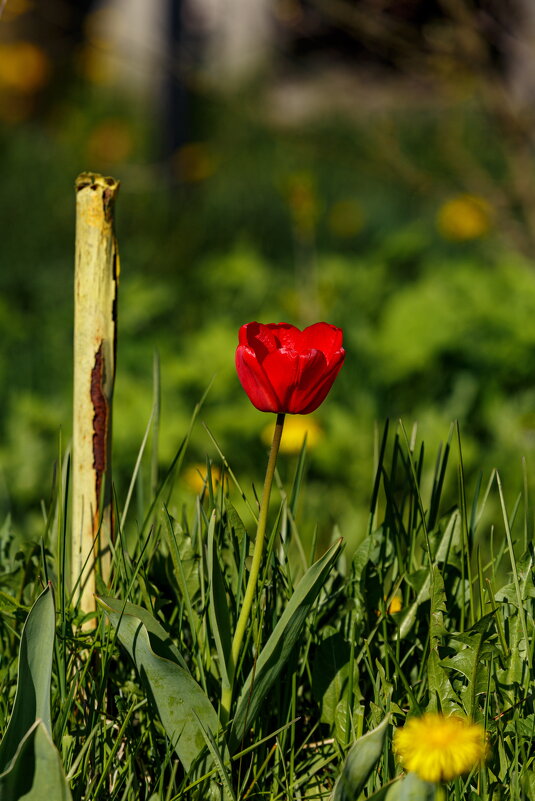Весны прекрасные мгновения - Serega  