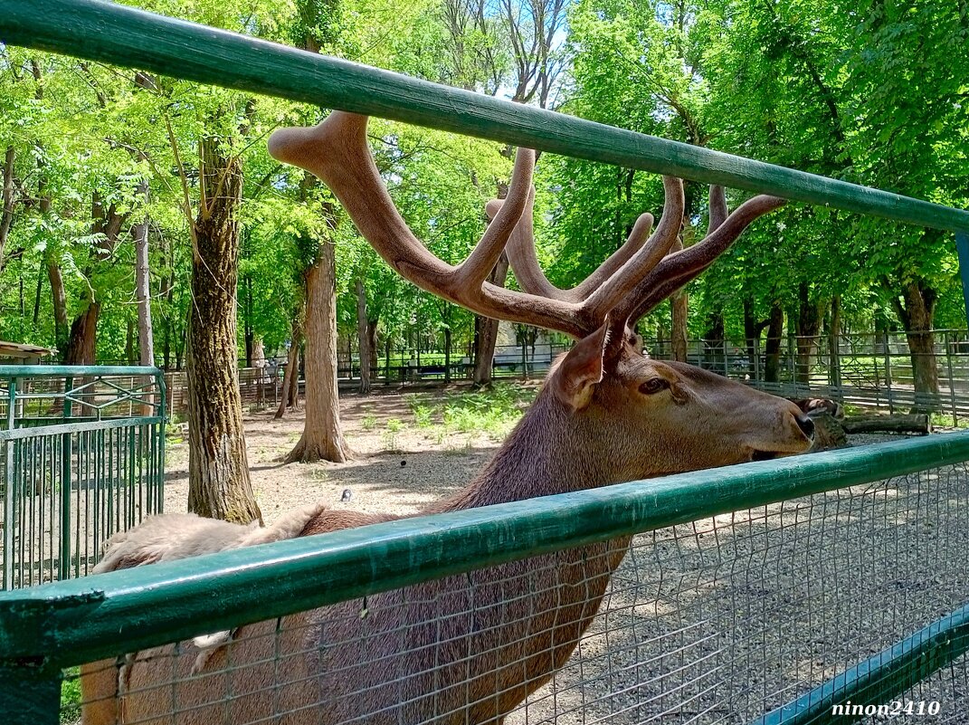 В ростовском зоопарке - Нина Бутко