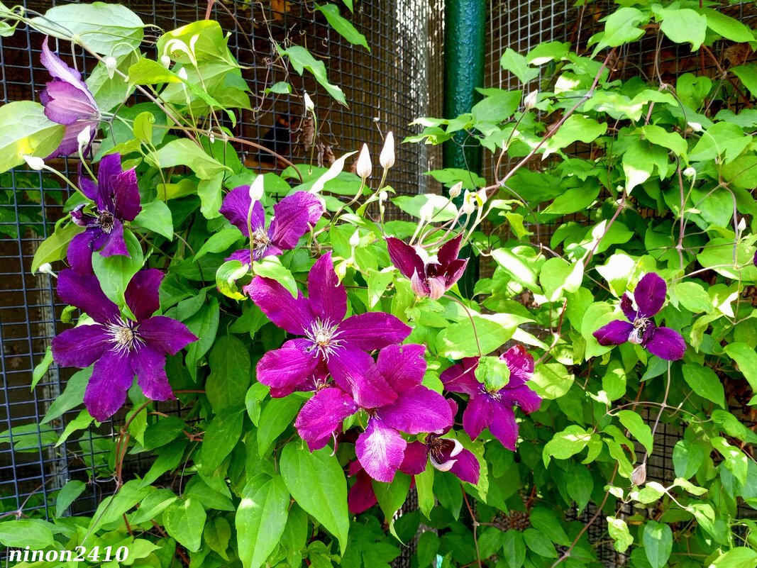 Кустарниковая лиана клематис (ломонос) фиолетовый... - Нина Бутко Кустарниковая лиана клематис (ломонос) фиолетовый... - Нина Бутко