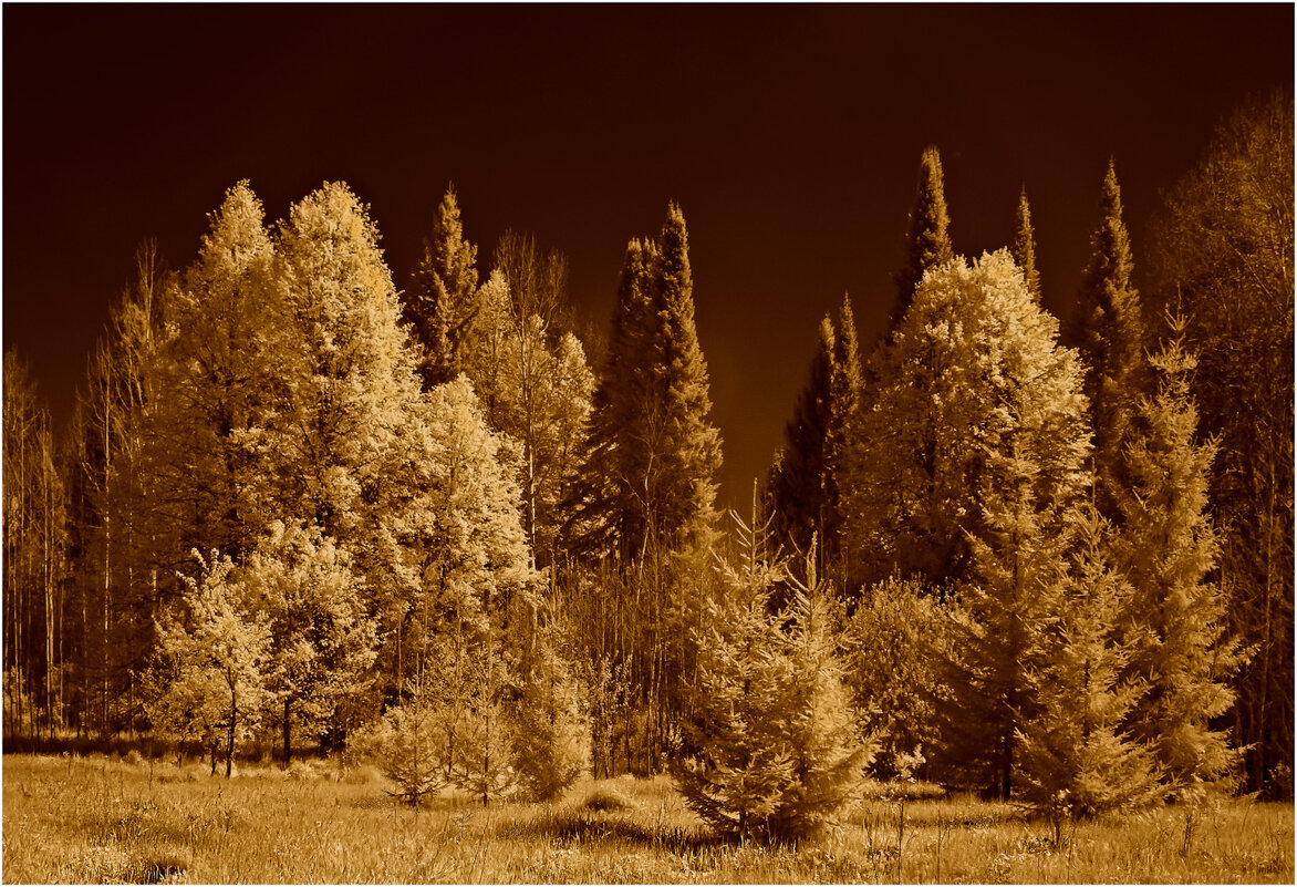 Сказочный лес (инфракрасная фотография) - Валентин Котляров Сказочный лес (инфракрасная фотография) - Валентин Котляров