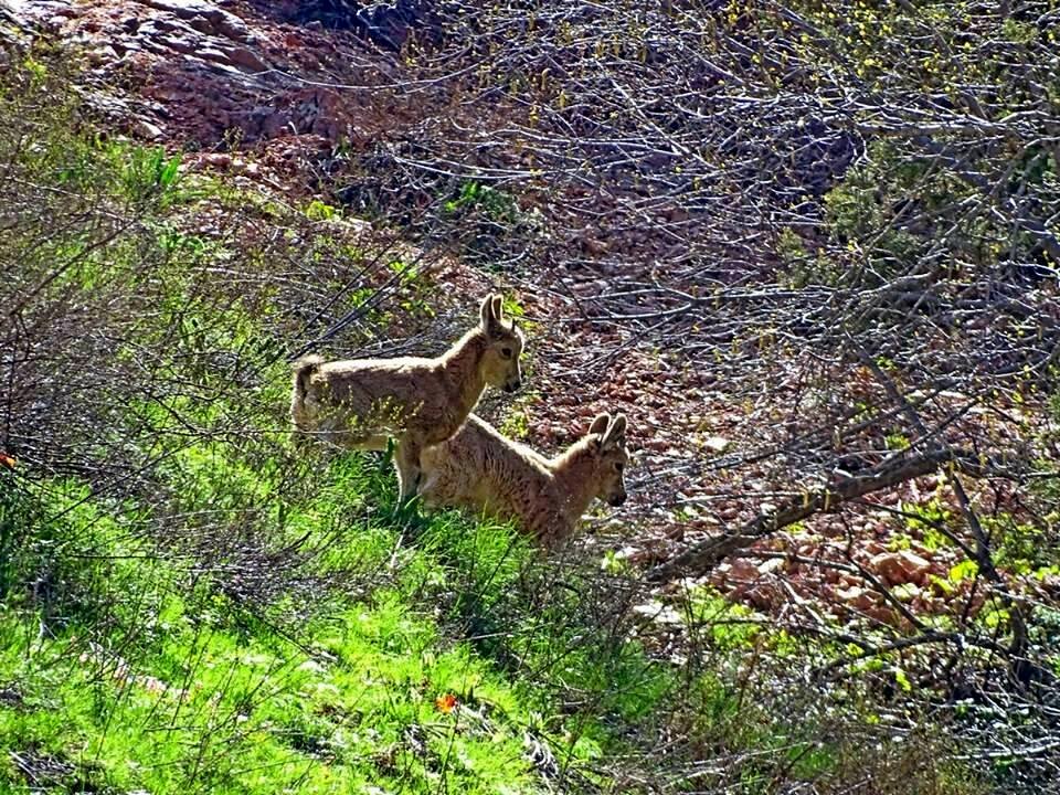 ПО ГОРАМ. - Виктор Осипчук