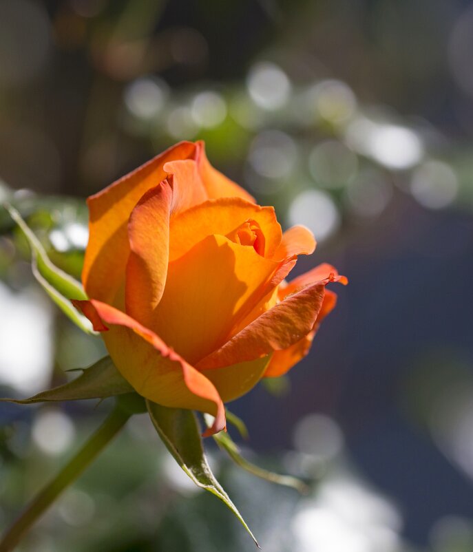 Прекрасное время роз! - Светлана Тихонина