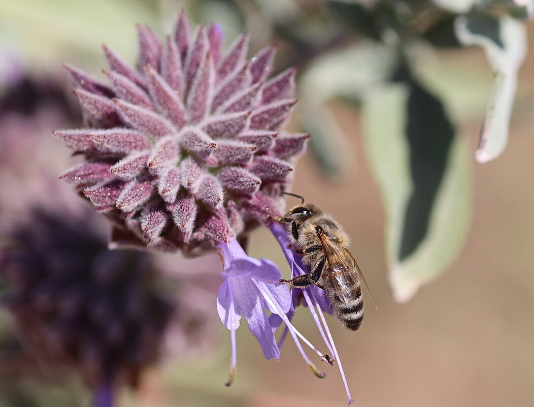 На цветке. - Оля Богданович На цветке. - Оля Богданович