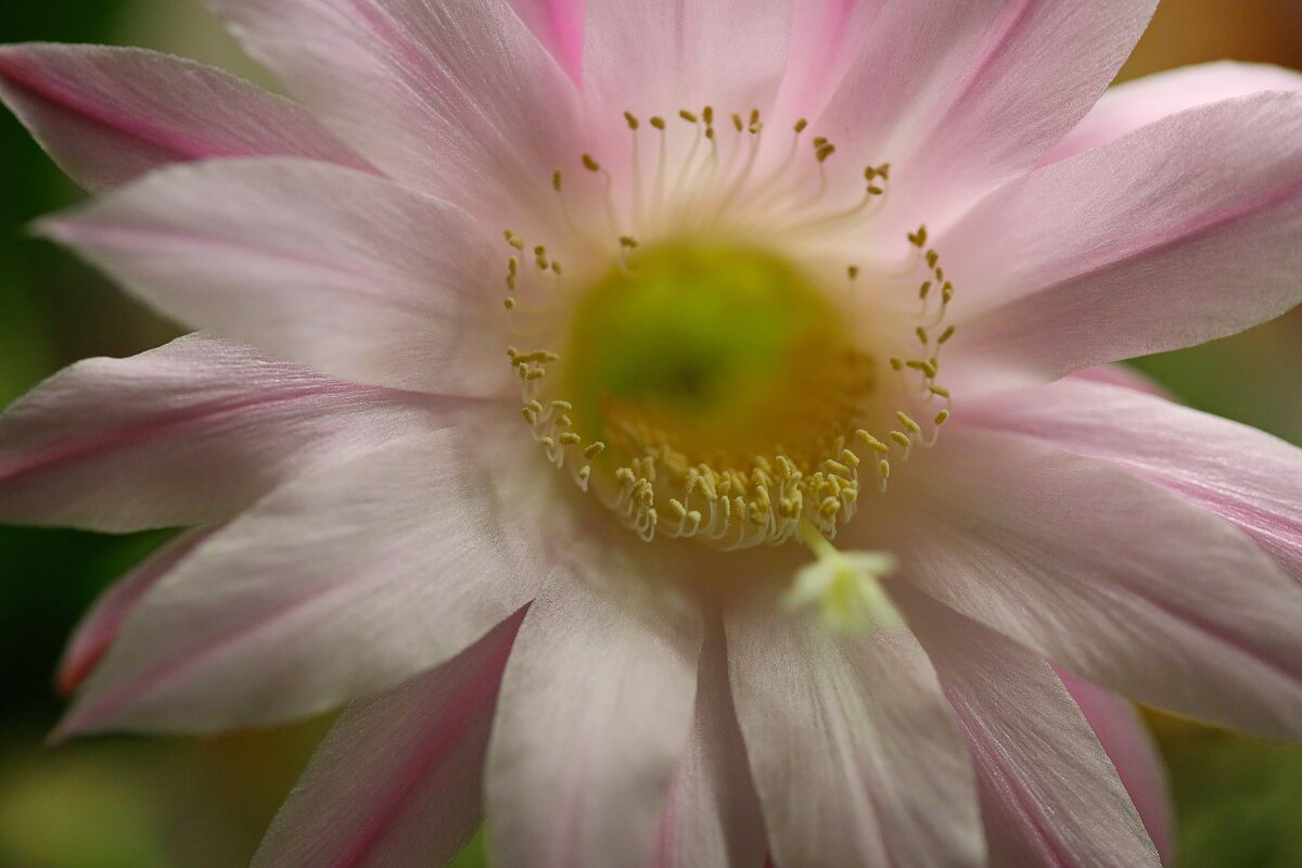 Кактус расцвел. - Оля Богданович Кактус расцвел. - Оля Богданович