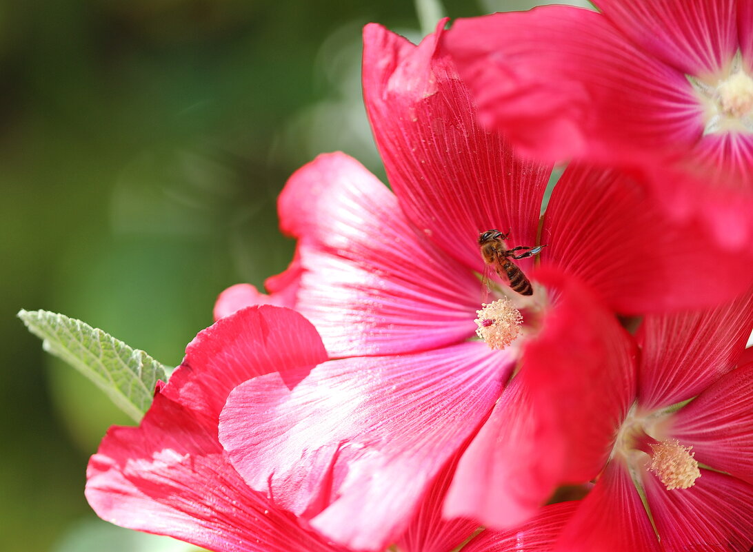 Пчелка. - Оля Богданович Пчелка. - Оля Богданович