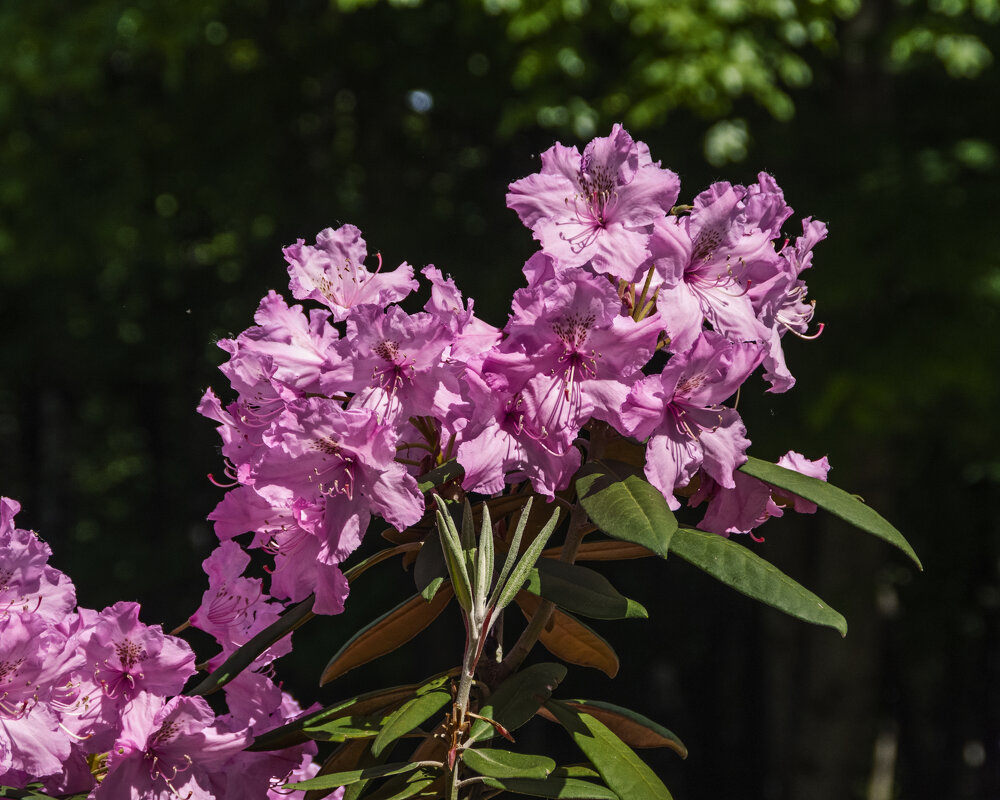 Рододендрон понтийский - Сергей Фомичев Рододендрон понтийский - Сергей Фомичев
