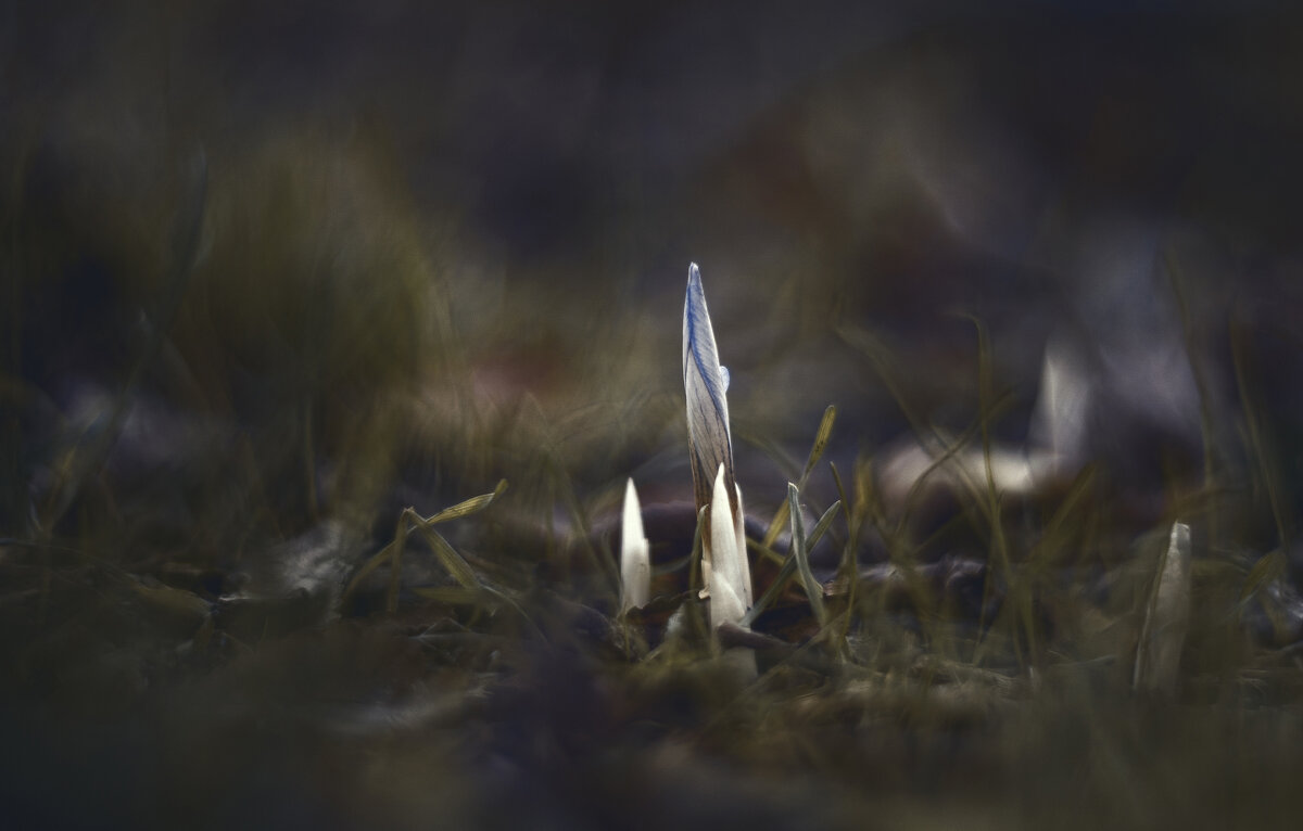Осеннее таинство. - Анатолий Щербак Осеннее таинство. - Анатолий Щербак