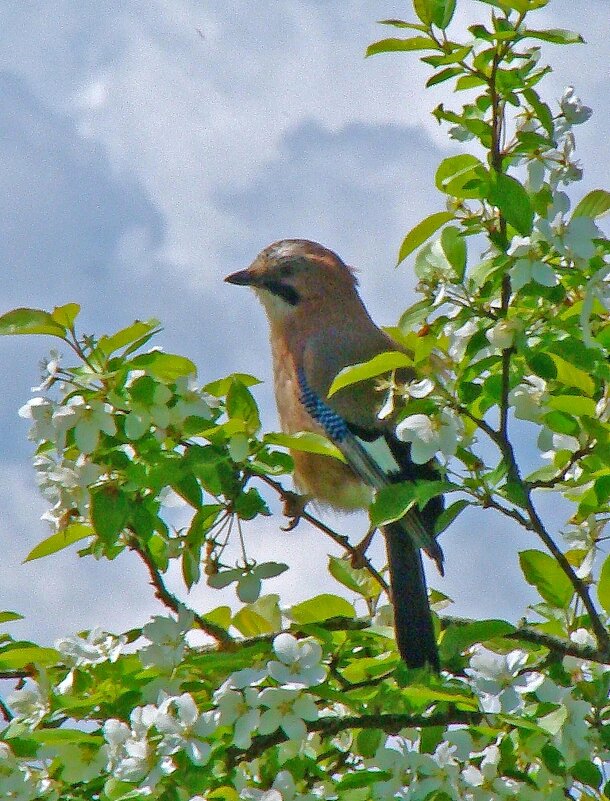 сойка на яблоне - gawrilа - dan