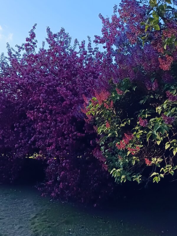 сирень и яблони - Галина R...