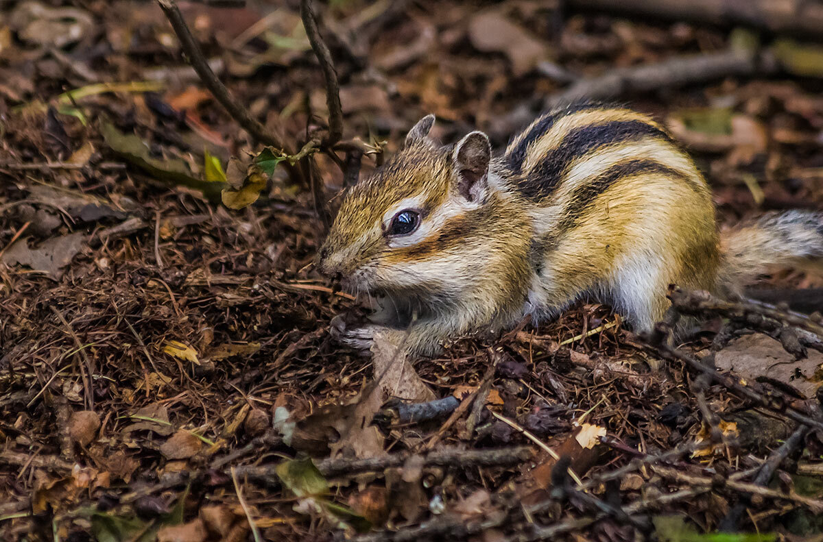 Бурундук - SanSan 