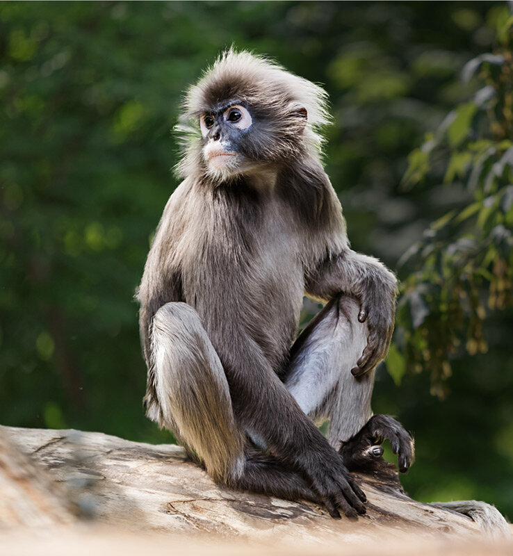 Лангур - SanSan 