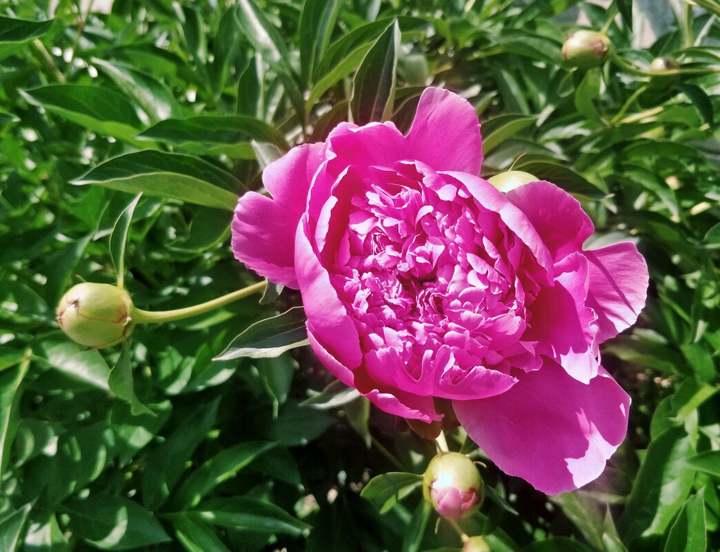 Пион.Краса. - Андрей Хлопонин Пион.Краса. - Андрей Хлопонин