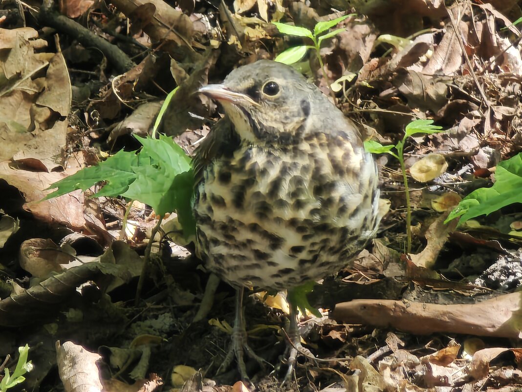 Слеток дрозда-рябинника - <<< Наташа >>> Слеток дрозда-рябинника - <<< Наташа >>>