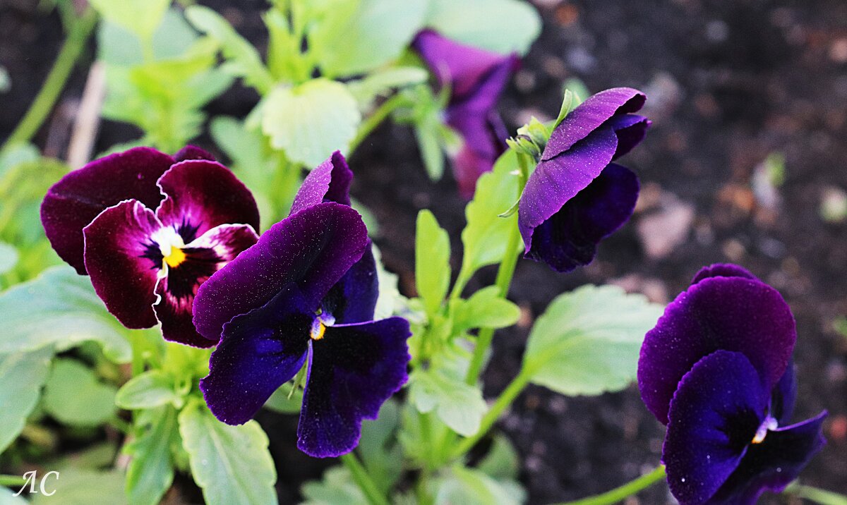 Анютины глвзки - Любовь Сахарова Анютины глвзки - Любовь Сахарова