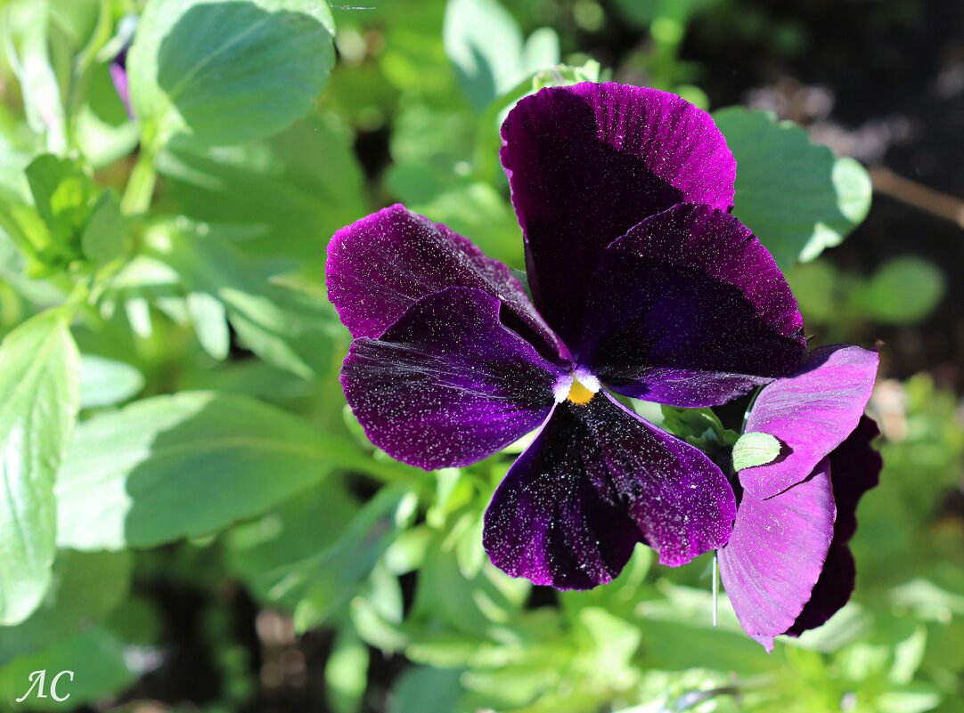 Анютины глазки - Любовь Сахарова