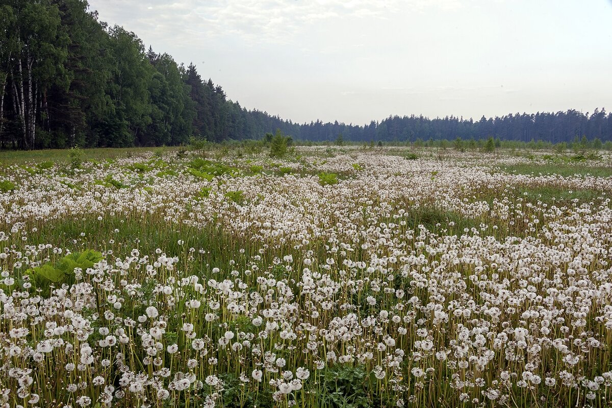 Пора белых одуванчиков - Валерий Иванович
