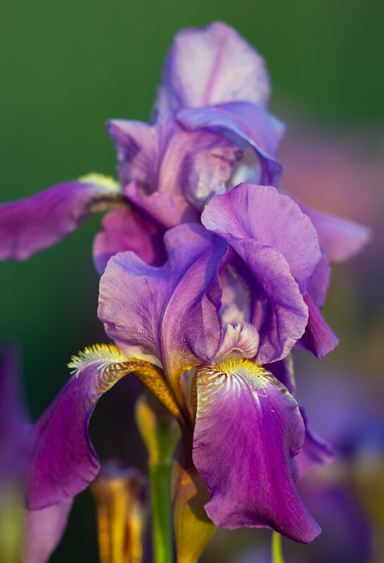 на закате - Виталий Емельянов