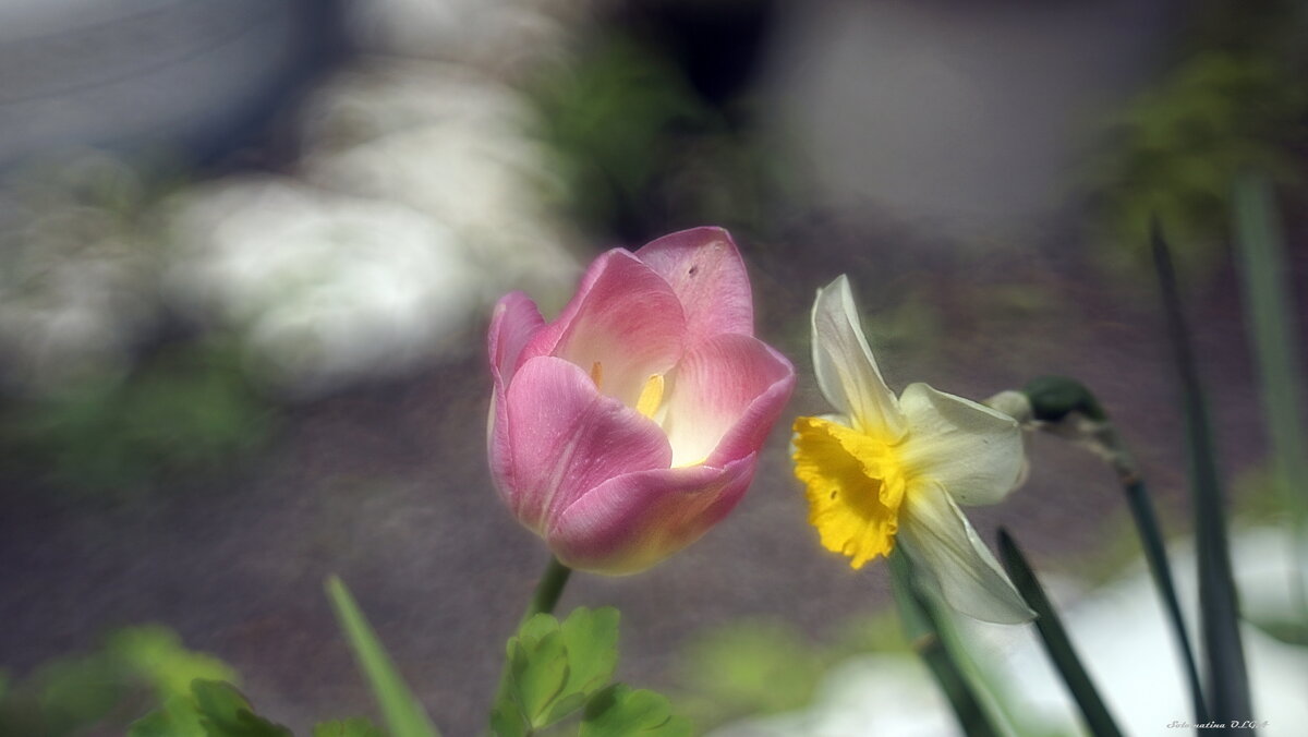 тюльпан - Ольга Cоломатина