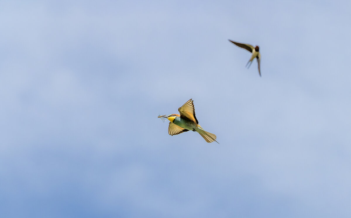золотистые щурки - юрий макаров золотистые щурки - юрий макаров