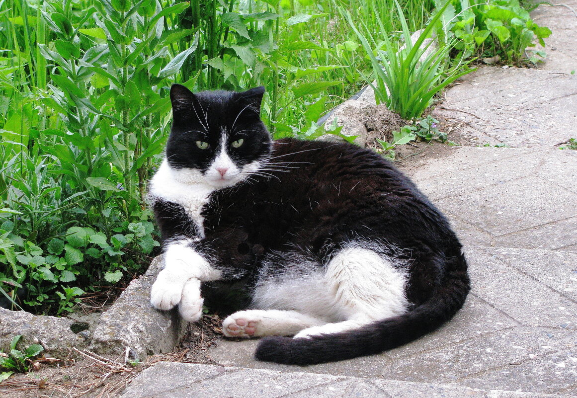 Хорошо в саду - Людмила Смородинская