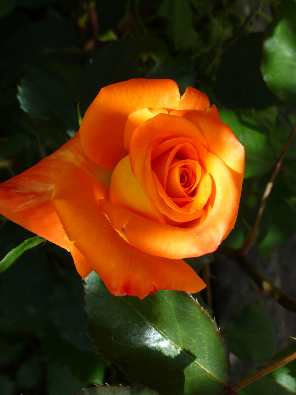 Оранжевая роза Флорибунда - Валентин Семчишин Оранжевая роза Флорибунда - Валентин Семчишин