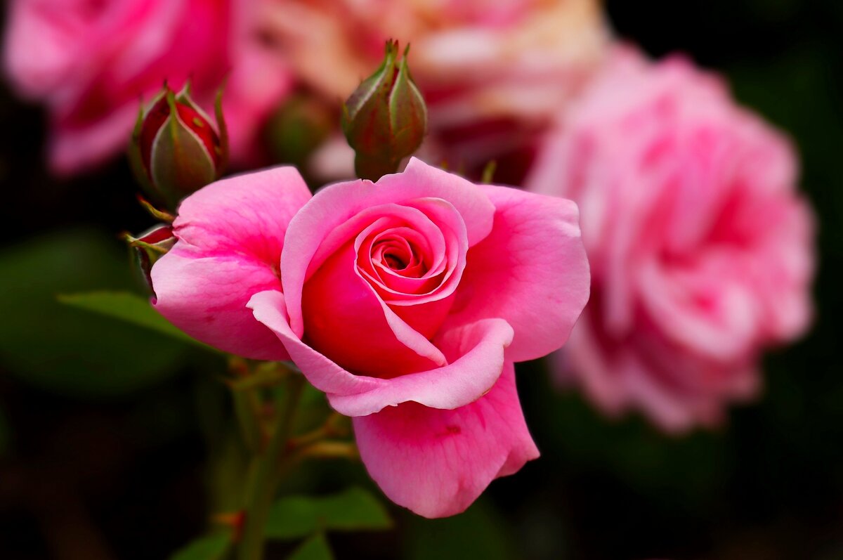 Доброе утро - Юрий. Шмаков