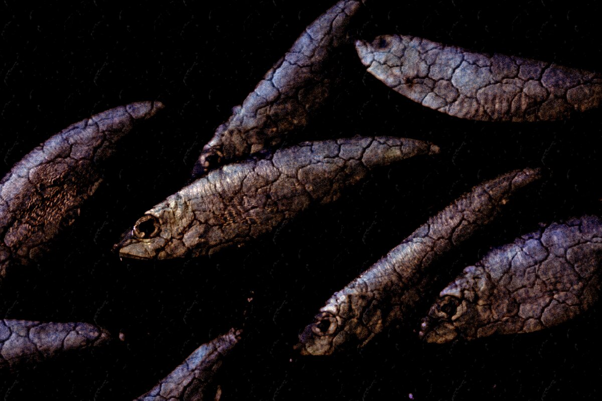 каменное дно - Дмитрий Потапов каменное дно - Дмитрий Потапов