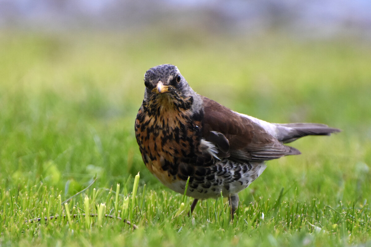 Москва. Парк Царицыно. - Наташа ***** Москва. Парк Царицыно. - Наташа *****