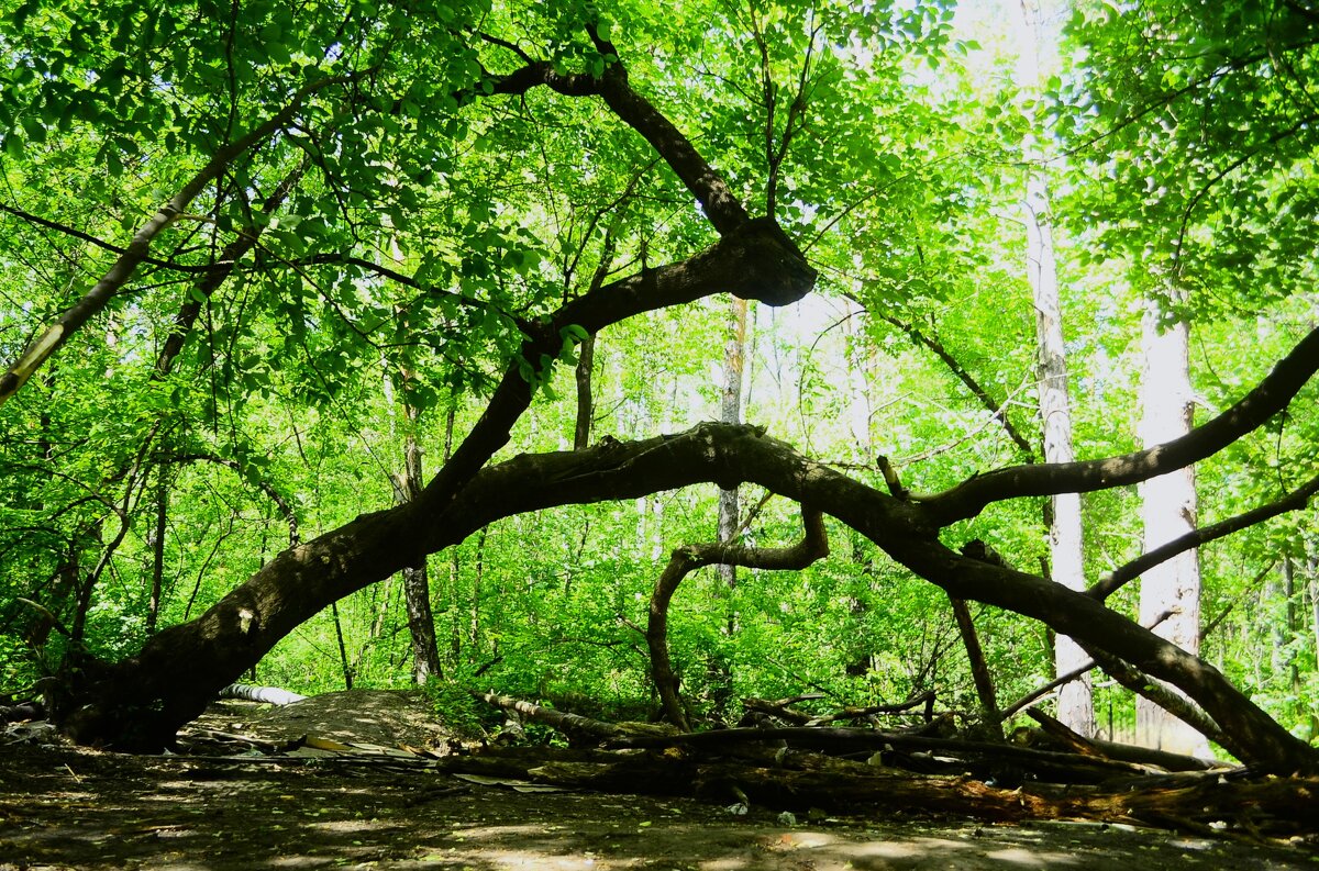 Чудище лесное - Василий Палий
