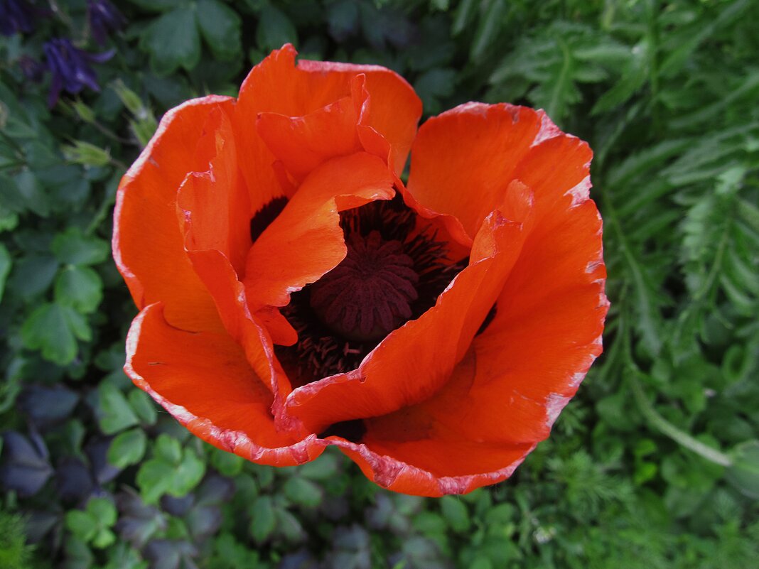 май - Елена Шаламова