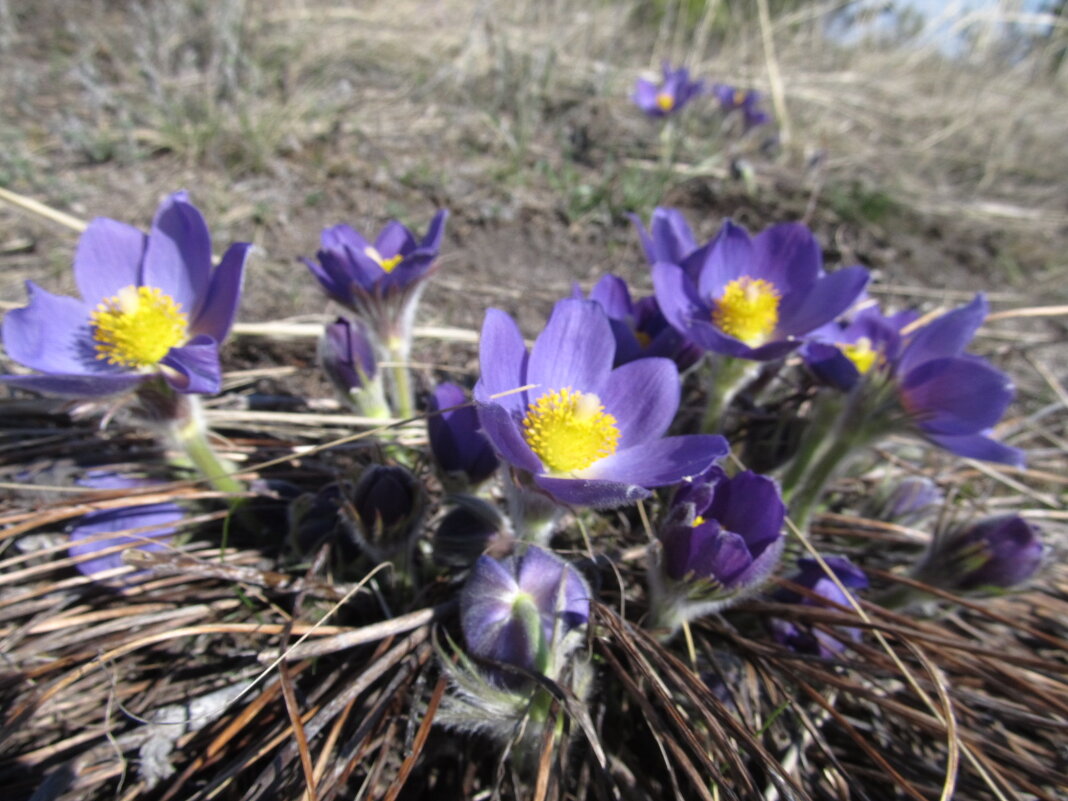 прекрасная сон-трава - Елена Шаламова прекрасная сон-трава - Елена Шаламова