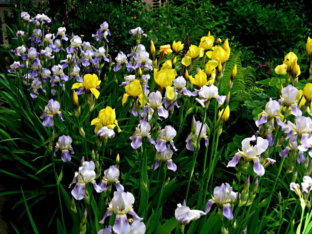 Ирисы идут - Елена Семигина Ирисы идут - Елена Семигина