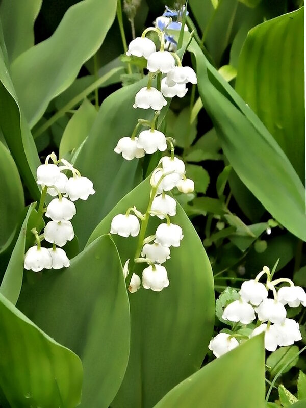 Майские ландыши - Ольга Довженко