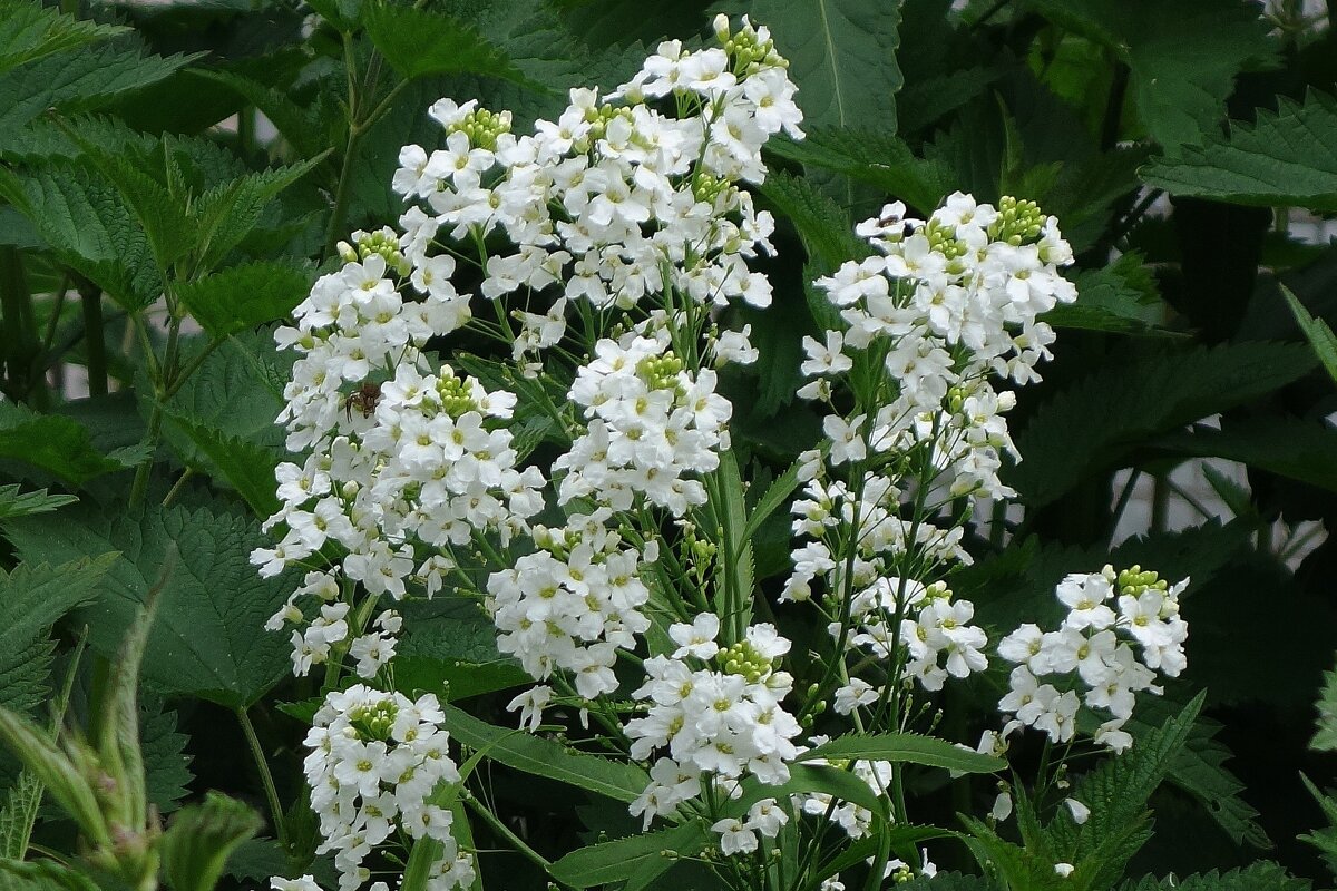 Цветет хрен - Рита Симонова