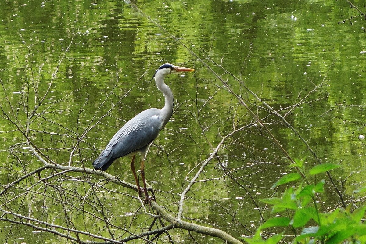 Серая цапля - Рита Симонова Серая цапля - Рита Симонова