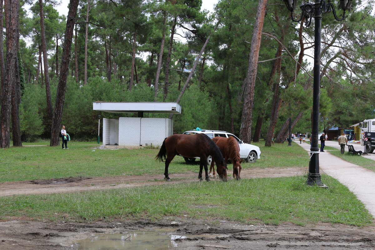 Ходят кони... - Ольга 