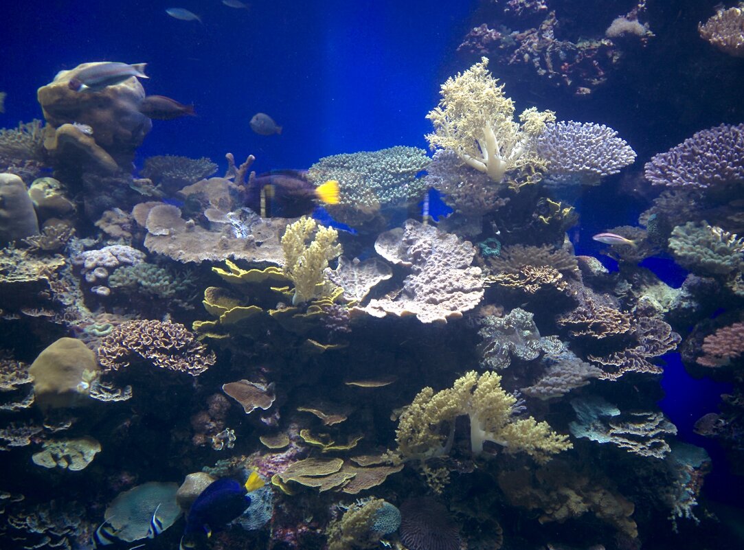 Подводное царство! - Светлана Хращевская