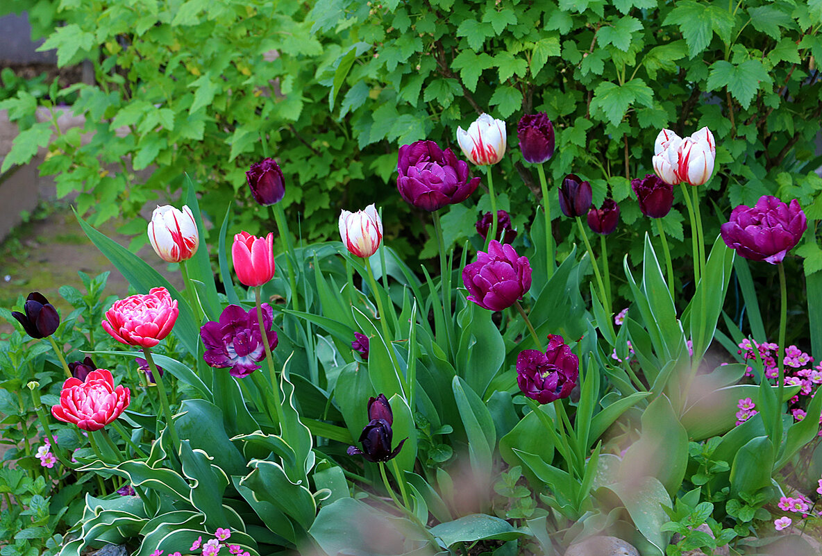 Майские тюльпаны - такие разные - Светлана Майские тюльпаны - такие разные - Светлана