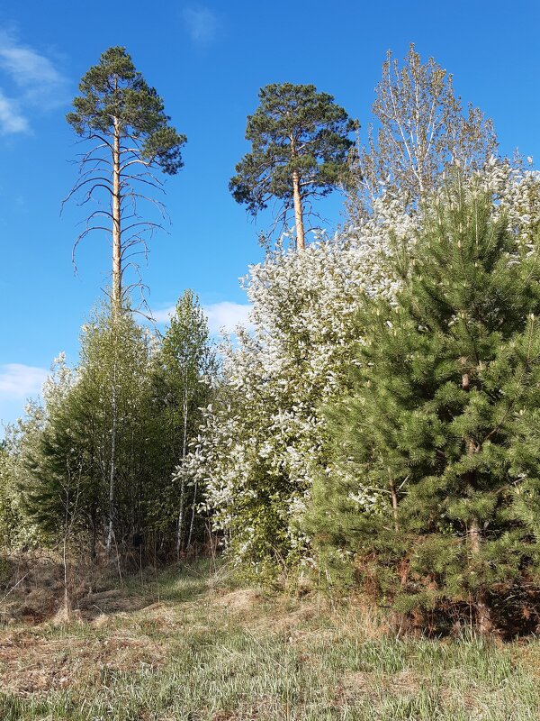 Весна идёт, весне дорогу! - Галина Минчук