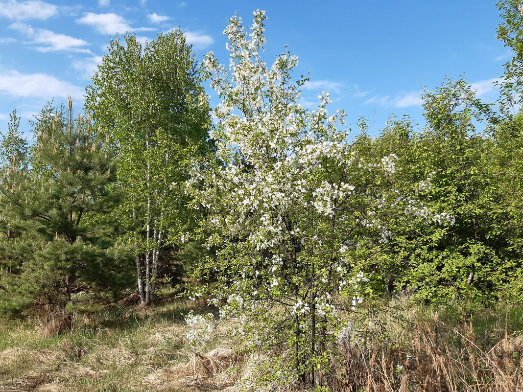 Весна идёт, весне дорогу! - Галина Минчук Весна идёт, весне дорогу! - Галина Минчук