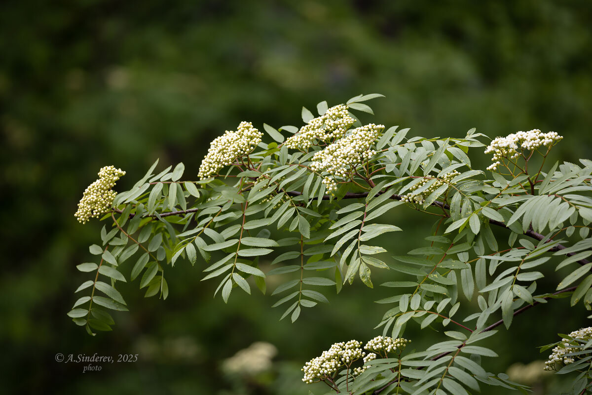 Ветка рябины в бутонах - Александр Синдерёв
