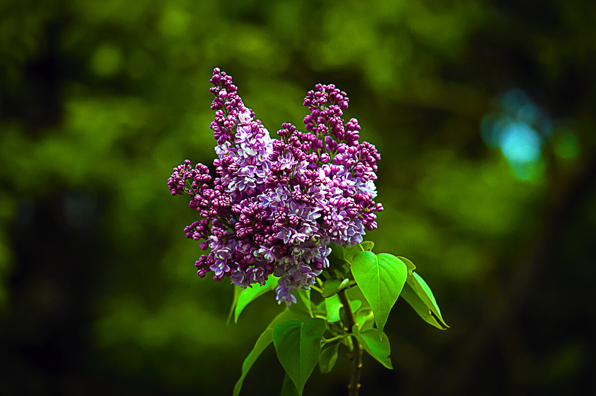 Сирень - Владимир Кроливец Сирень - Владимир Кроливец