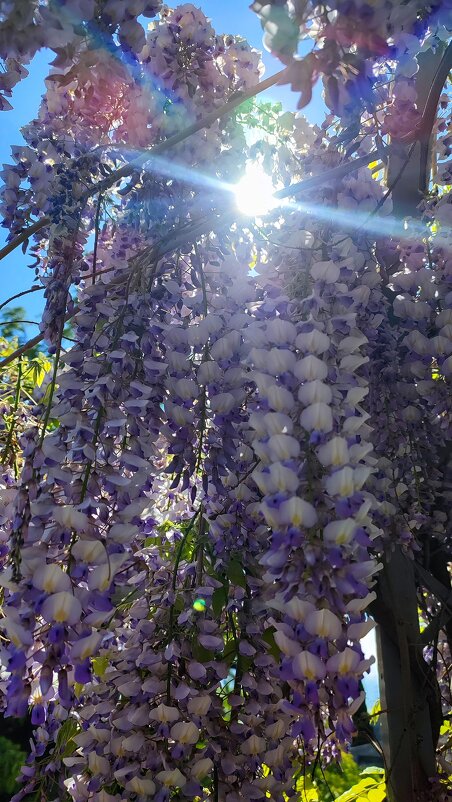 Глициния - Людмила Мила Глициния - Людмила Мила