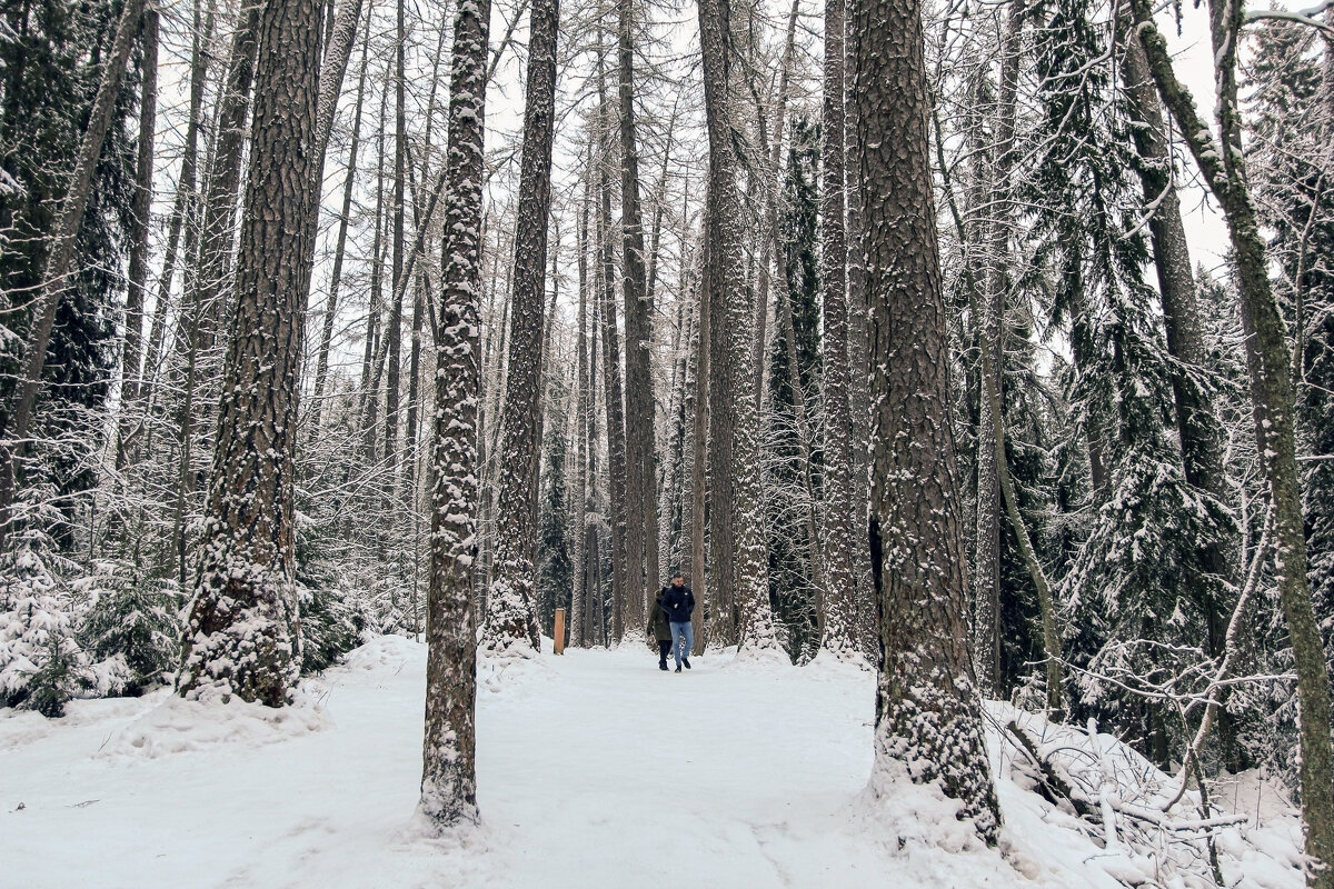 Линдуловская роща - skijumper Иванов Линдуловская роща - skijumper Иванов