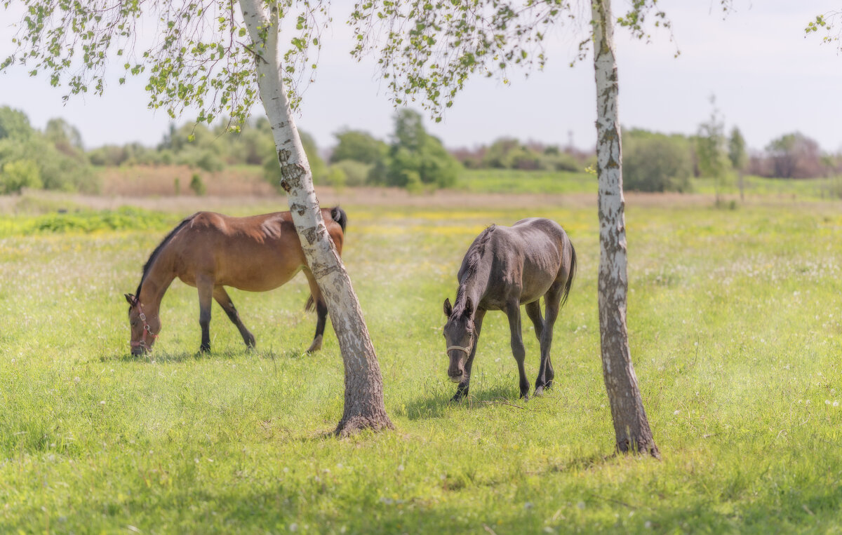 Пасутся неспеша - sorovey Sol