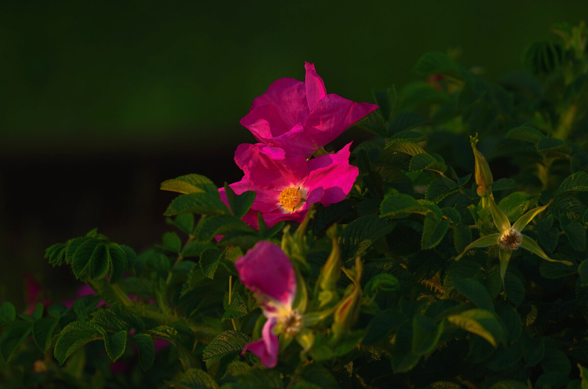 Шиповник - Эдуард Куклин