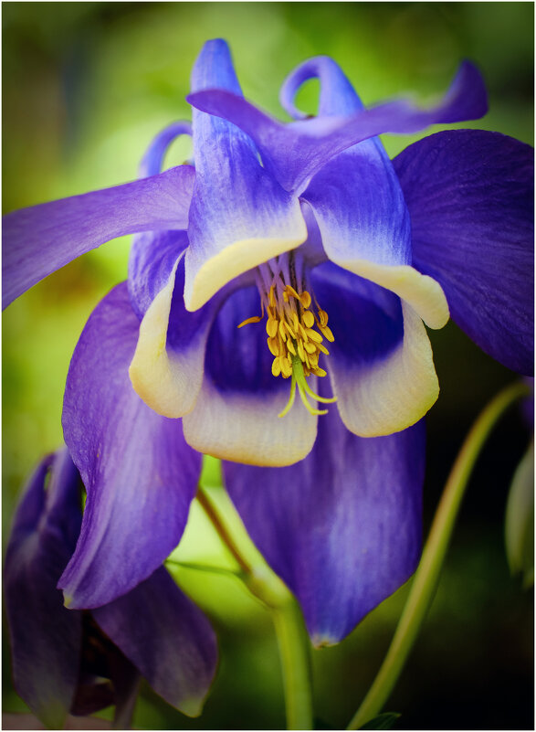 Водосбор обыкновенный... - Алексей Мезенцев Водосбор обыкновенный... - Алексей Мезенцев
