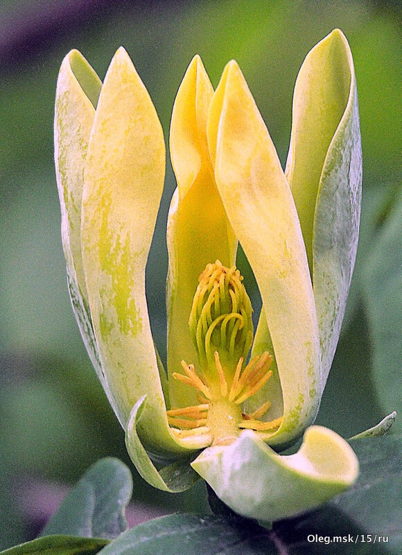 таинство - Олег Лукьянов таинство - Олег Лукьянов