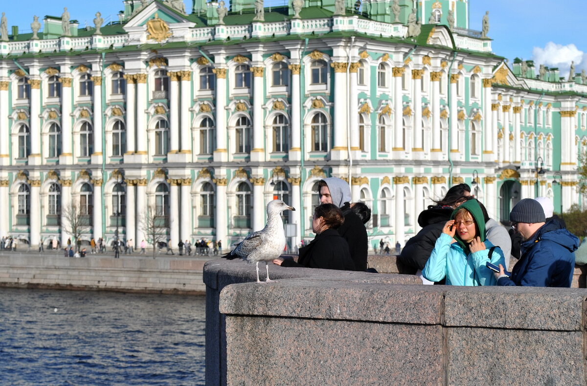 "Чайки, как люди" - AleksSPb Лесниченко "Чайки, как люди" - AleksSPb Лесниченко