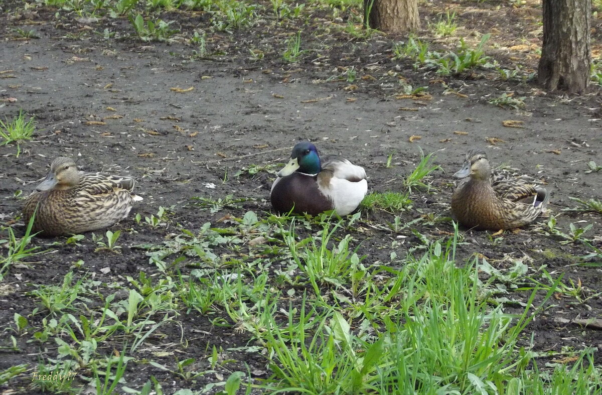 В ожидании потомства... - Freddy 97 В ожидании потомства... - Freddy 97
